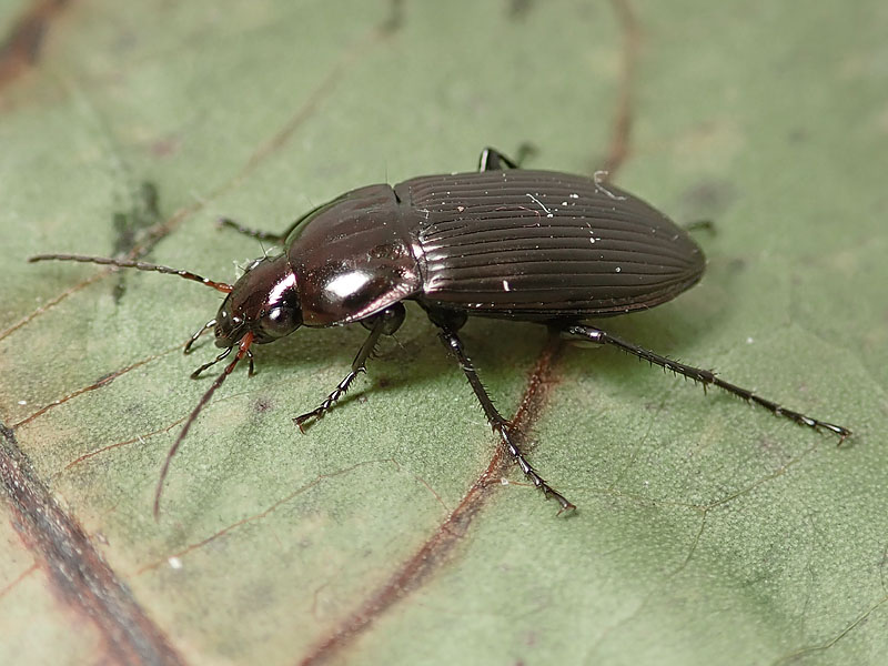 Carabidae: Harpalus cupreus ??  No. ma quasi.... Poecilus cupreus